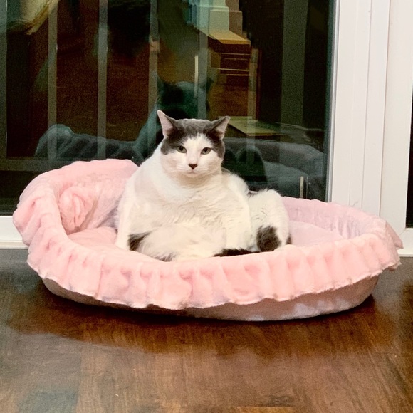 Bear - Picture 3 of 16